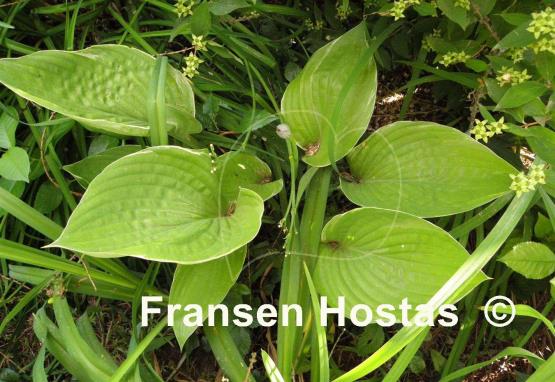 Hosta Sum Cup-o-Joe